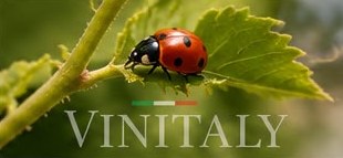 Ladybird on a vine