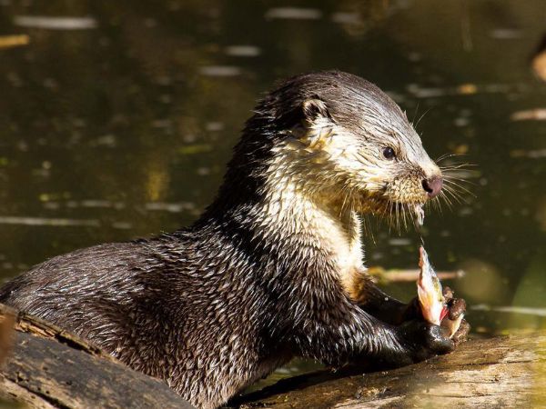 African Clawless Otter