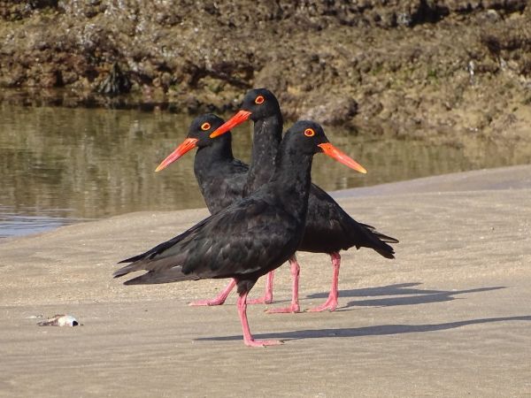 African Oystercatcher