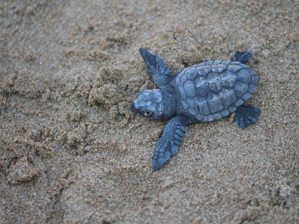 Loggerhead Sea Turtle