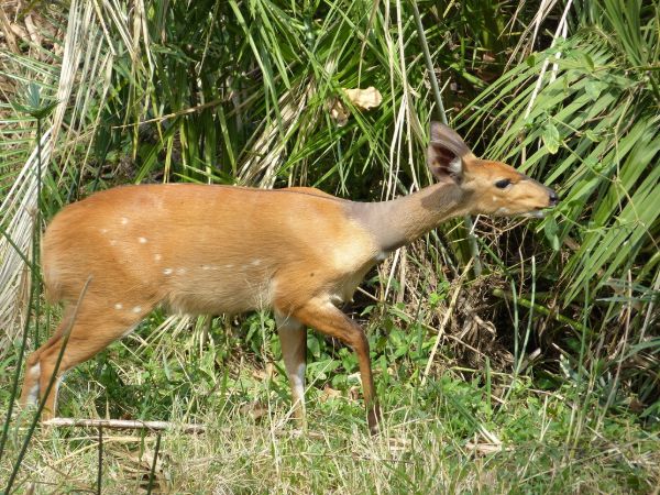 Southern Bushbuck